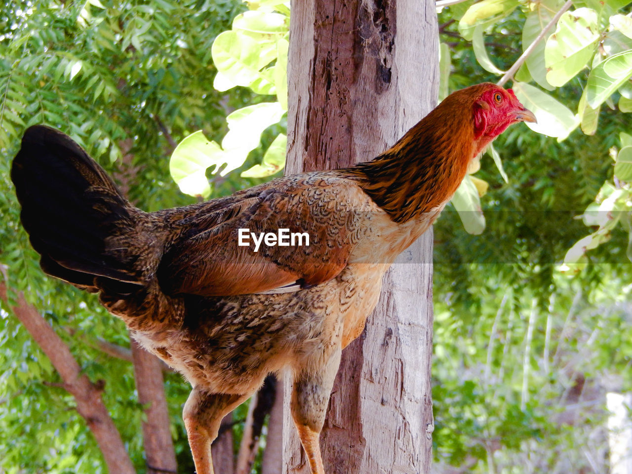 CLOSE-UP OF ROOSTER ON TREE