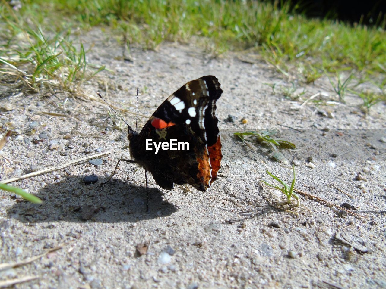 CLOSE-UP OF BUTTERFLY ON TREE TRUNK