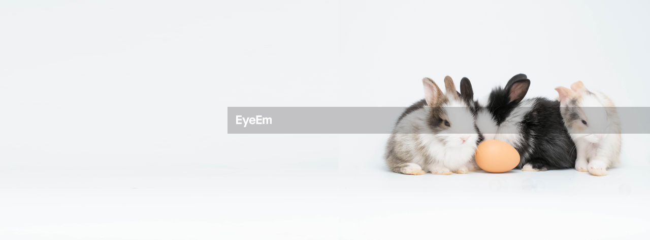 VIEW OF AN ANIMAL