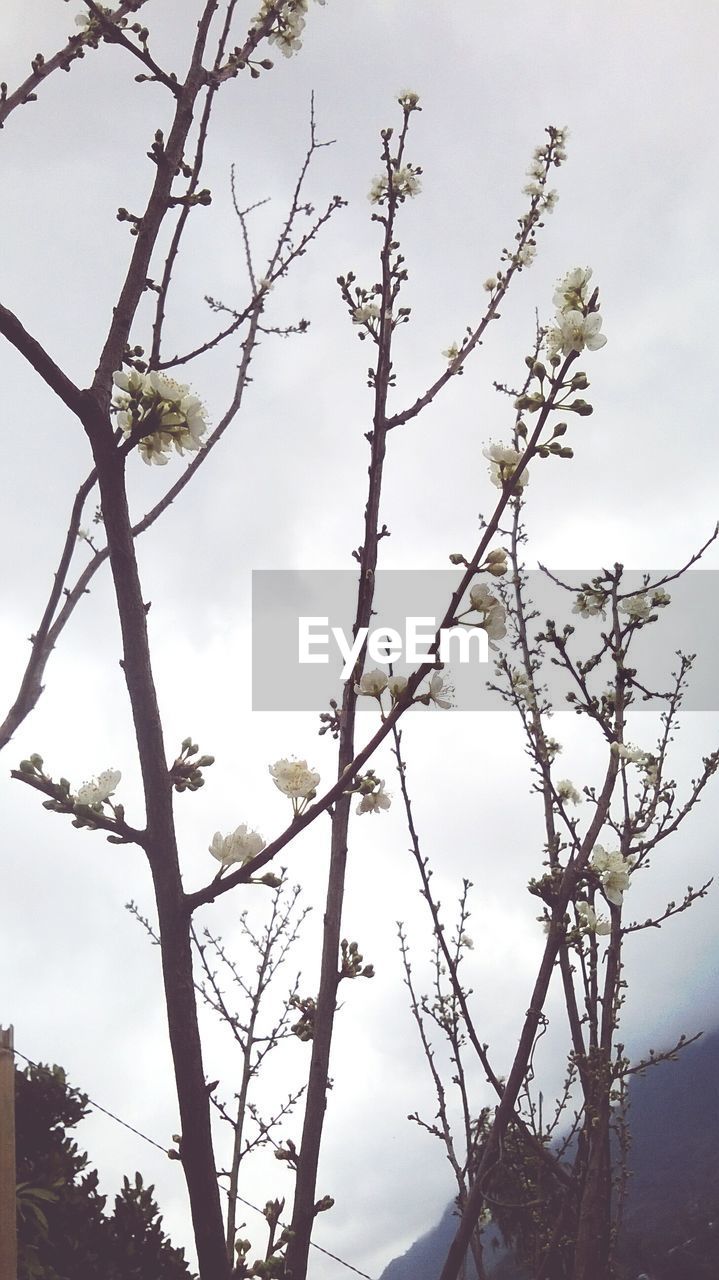 LOW ANGLE VIEW OF BARE TREES AGAINST SKY