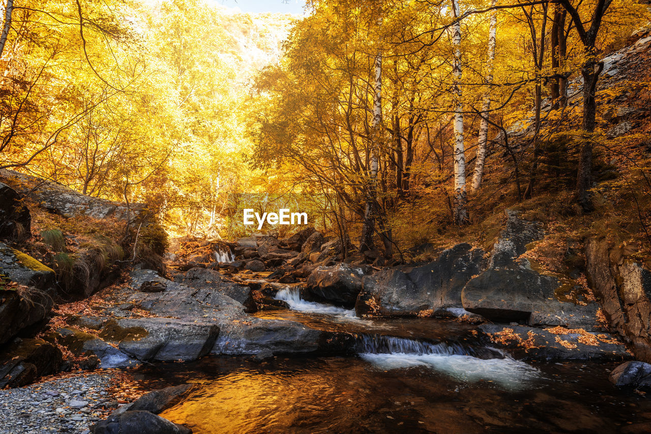 Trees growing by river in forest during autumn