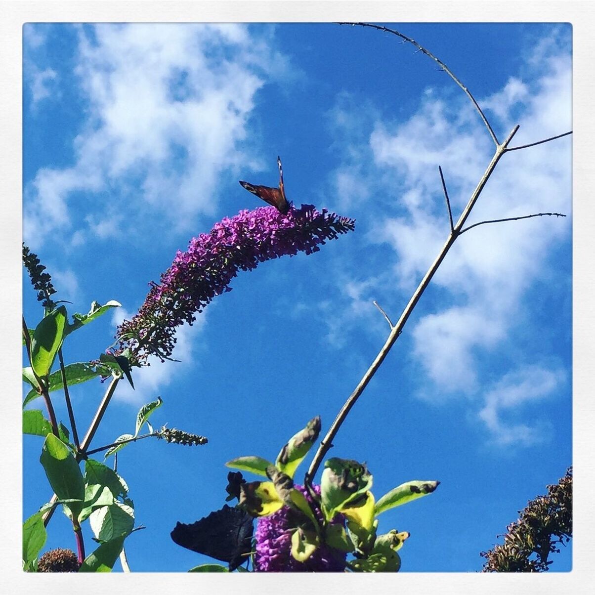 LOW ANGLE VIEW OF FLOWERS AGAINST BLUE SKY