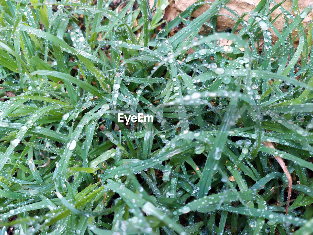 FULL FRAME SHOT OF RAINDROPS ON PLANT