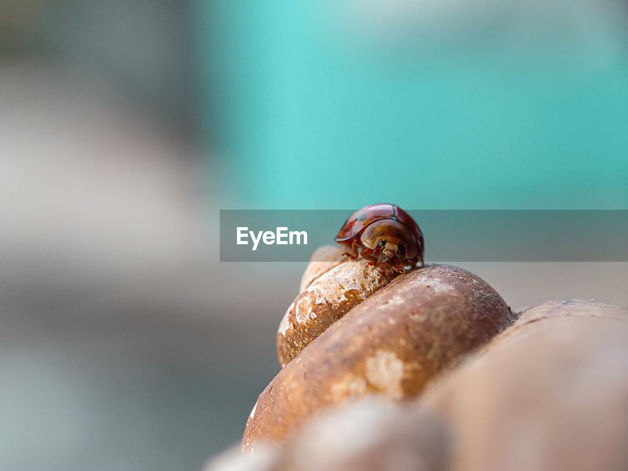 Close-up of ladybug on snail shell
