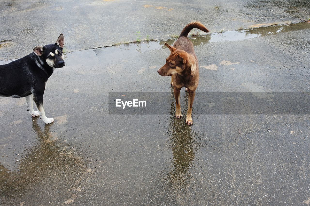 HIGH ANGLE VIEW OF DOG STANDING ON WET STREET IN CITY