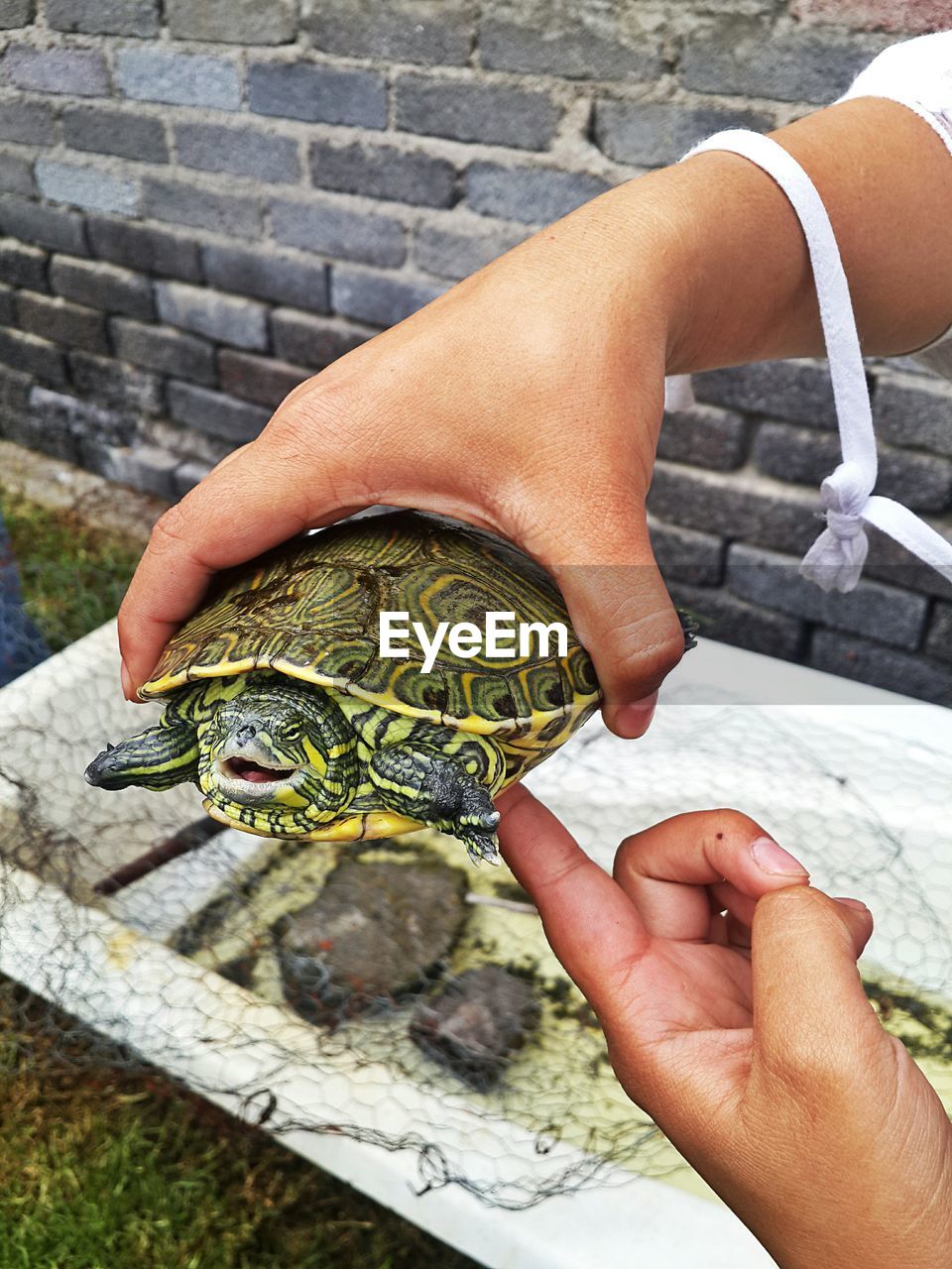 Cropped hands holding turtle against wall