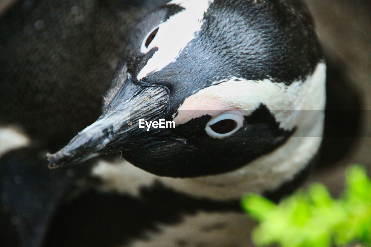 CLOSE-UP OF BLACK BIRD