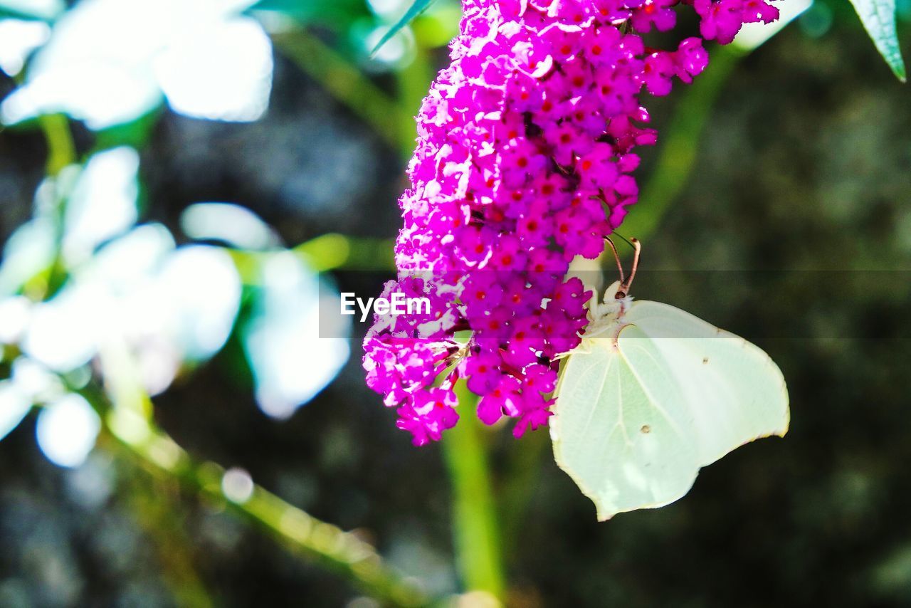 CLOSE-UP OF PINK FLOWERS BLOOMING