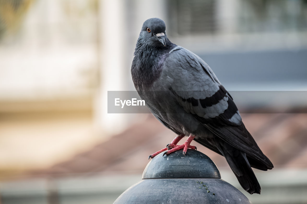 CLOSE-UP OF PIGEONS PERCHING ON RAILING