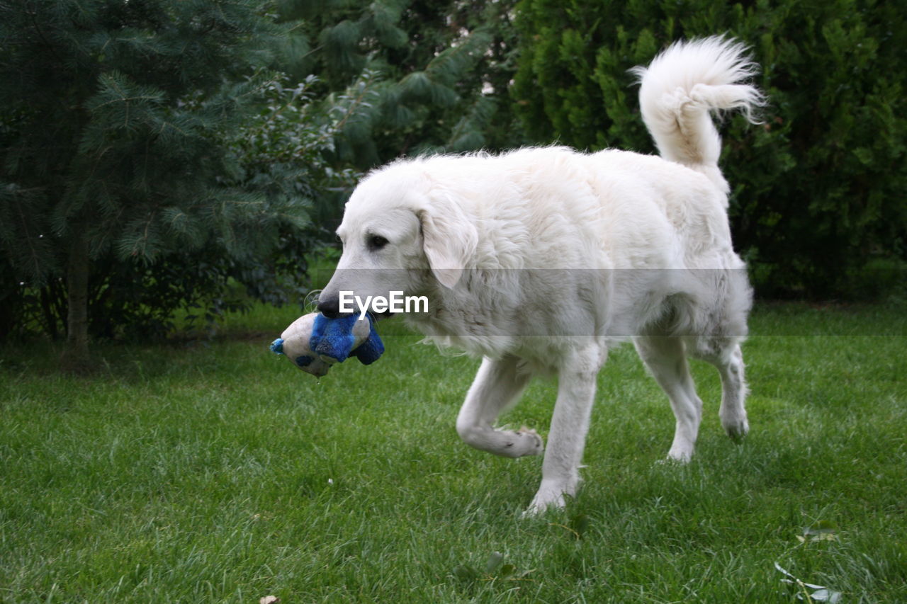 White dog standing on field