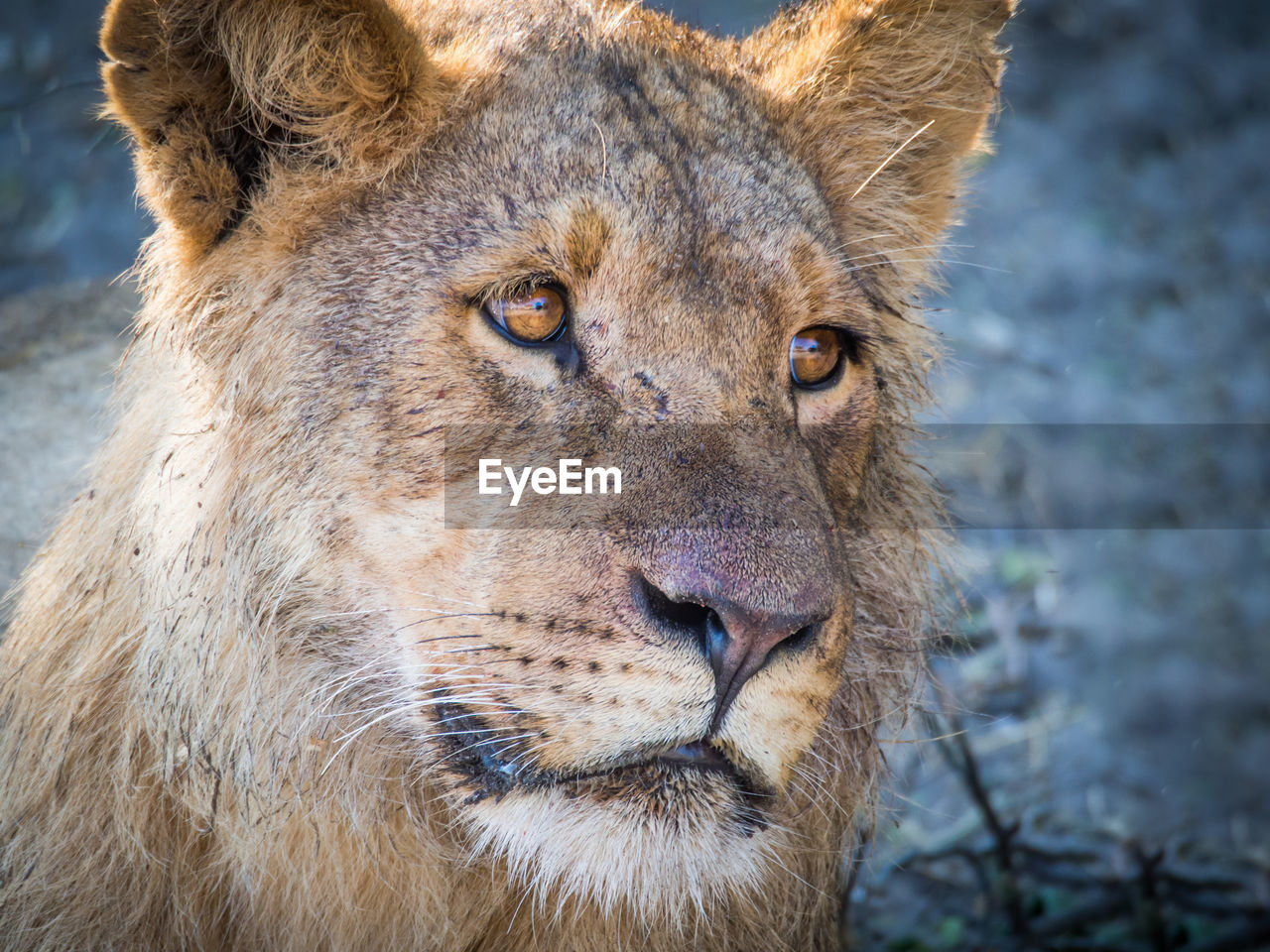 Close-up portrait of lion at chobe national park, botswana