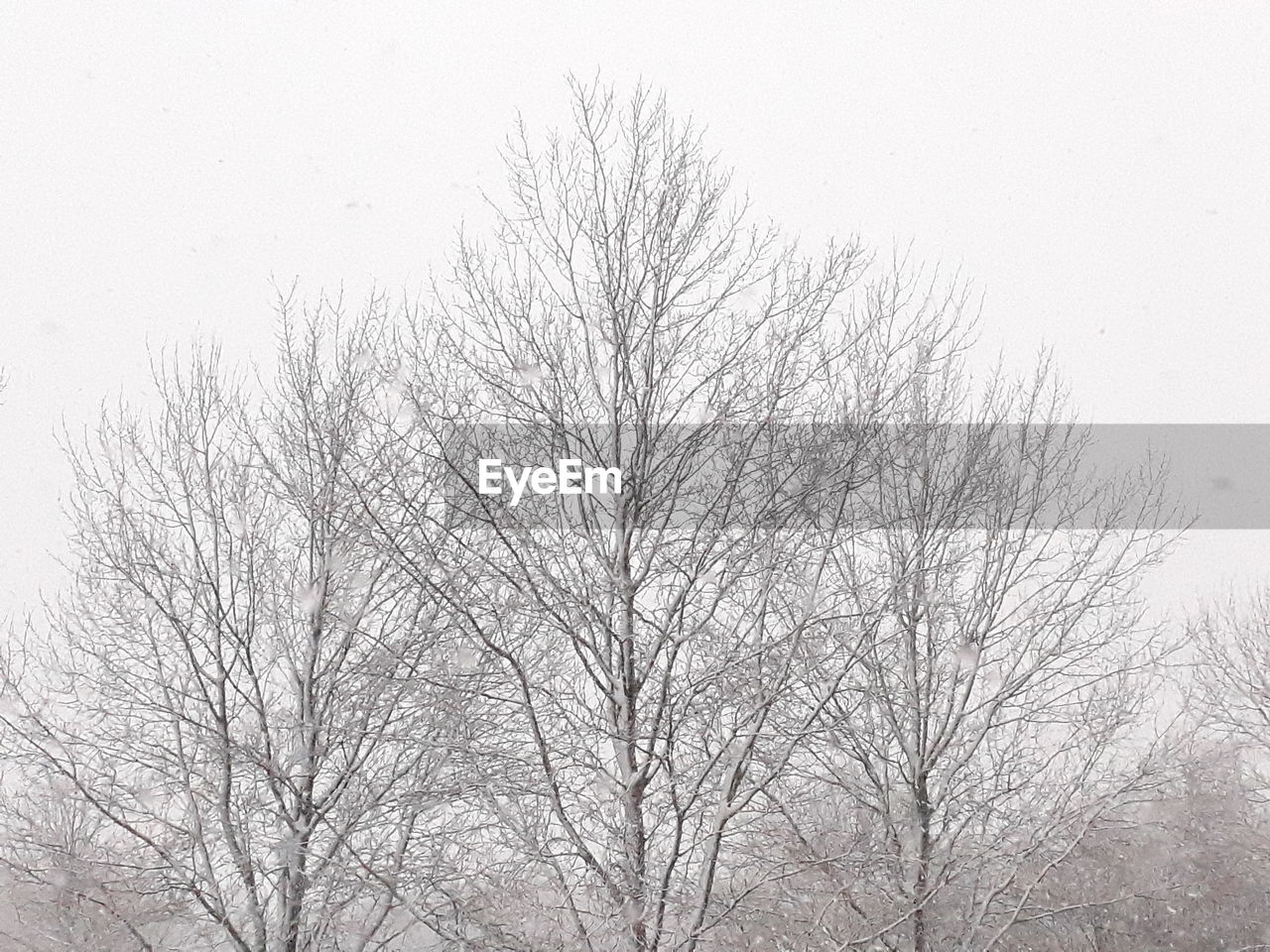 LOW ANGLE VIEW OF BARE TREE AGAINST CLEAR SKY DURING WINTER