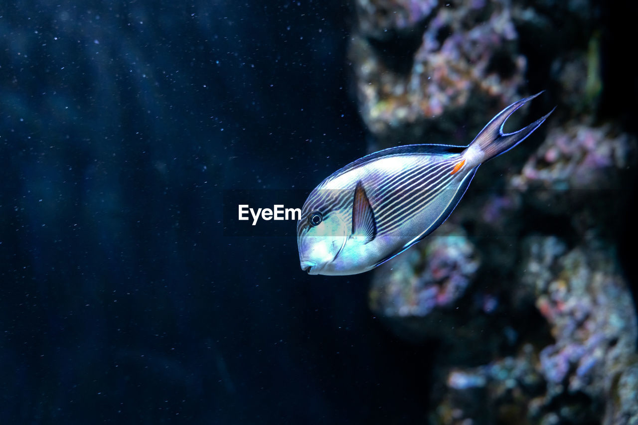 Close-up of fish swimming in sea