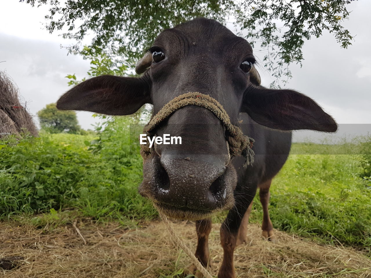 PORTRAIT OF A HORSE IN FIELD