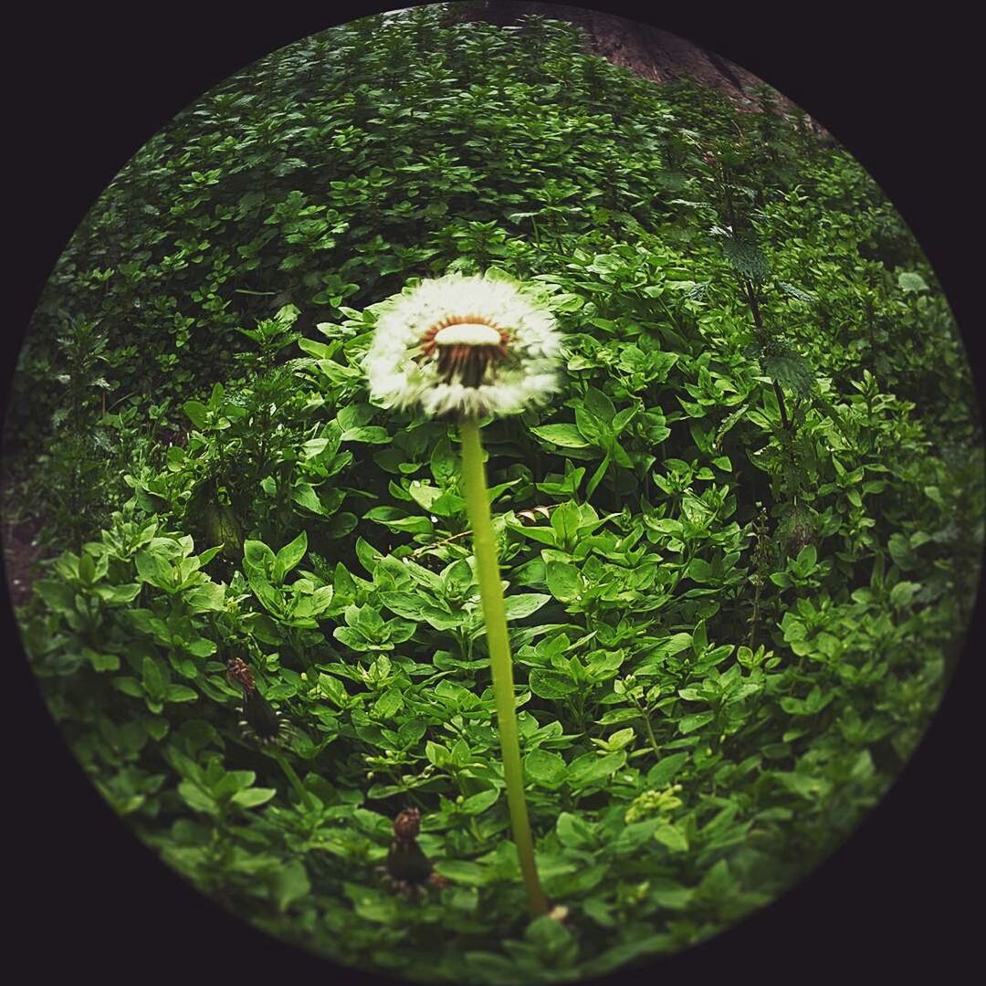 PLANT GROWING ON A TREE