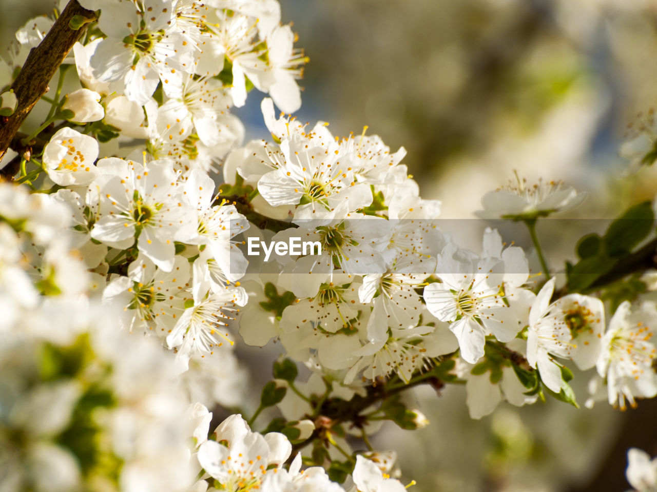 Close-up of white flowers on tree