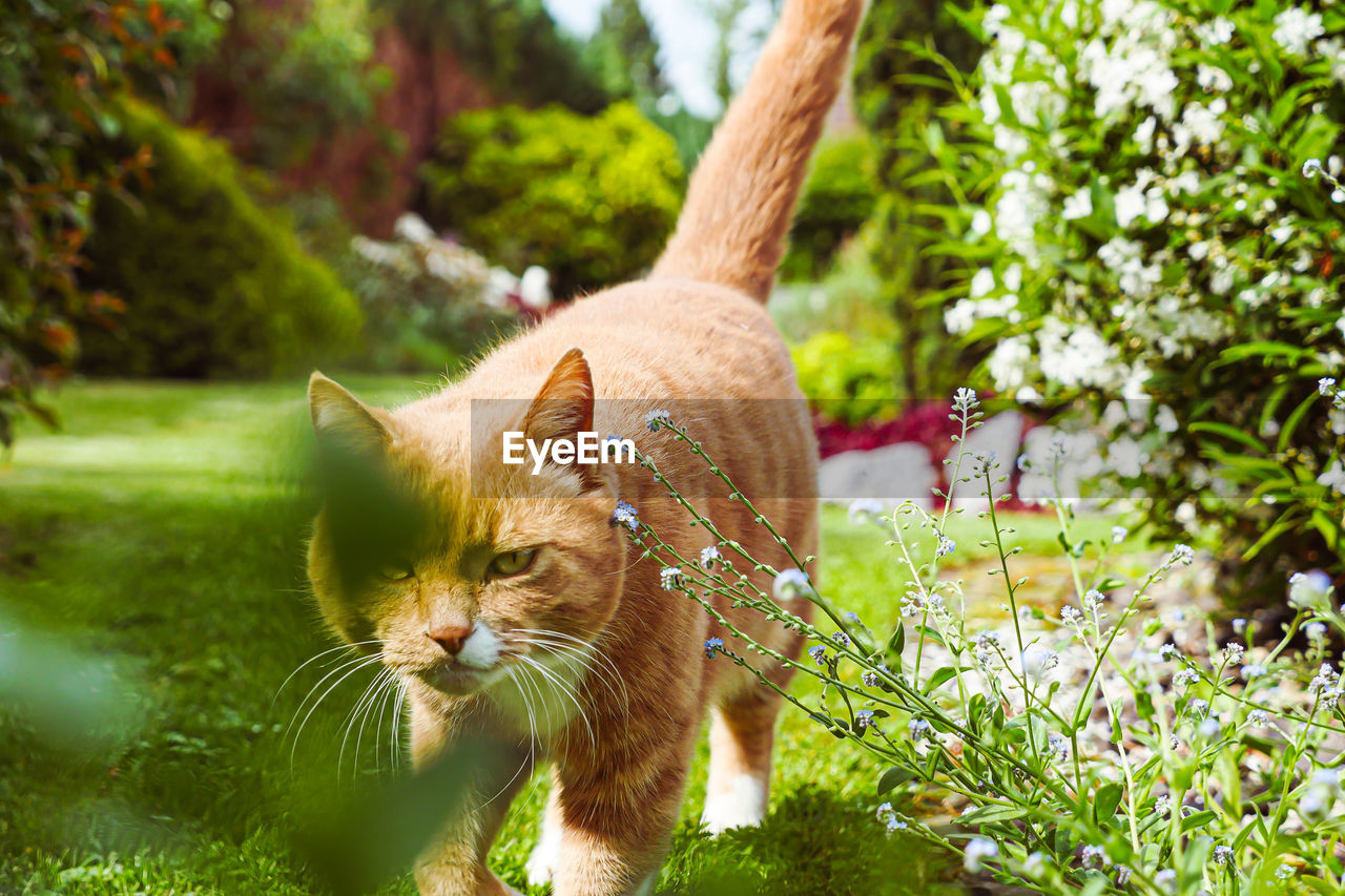 Cat walking in backyard garden between flowers and plants.