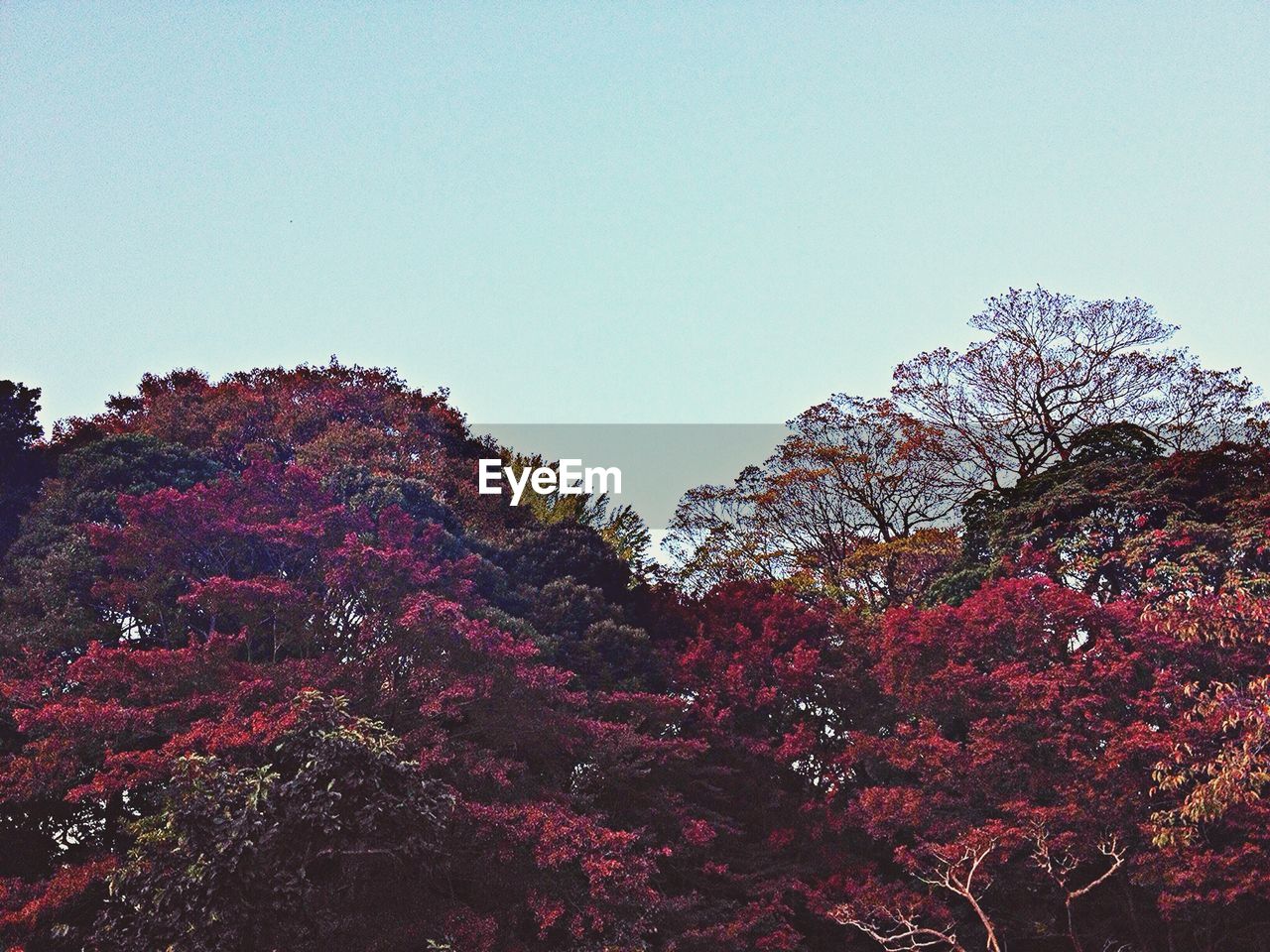 SCENIC VIEW OF TREES AGAINST SKY