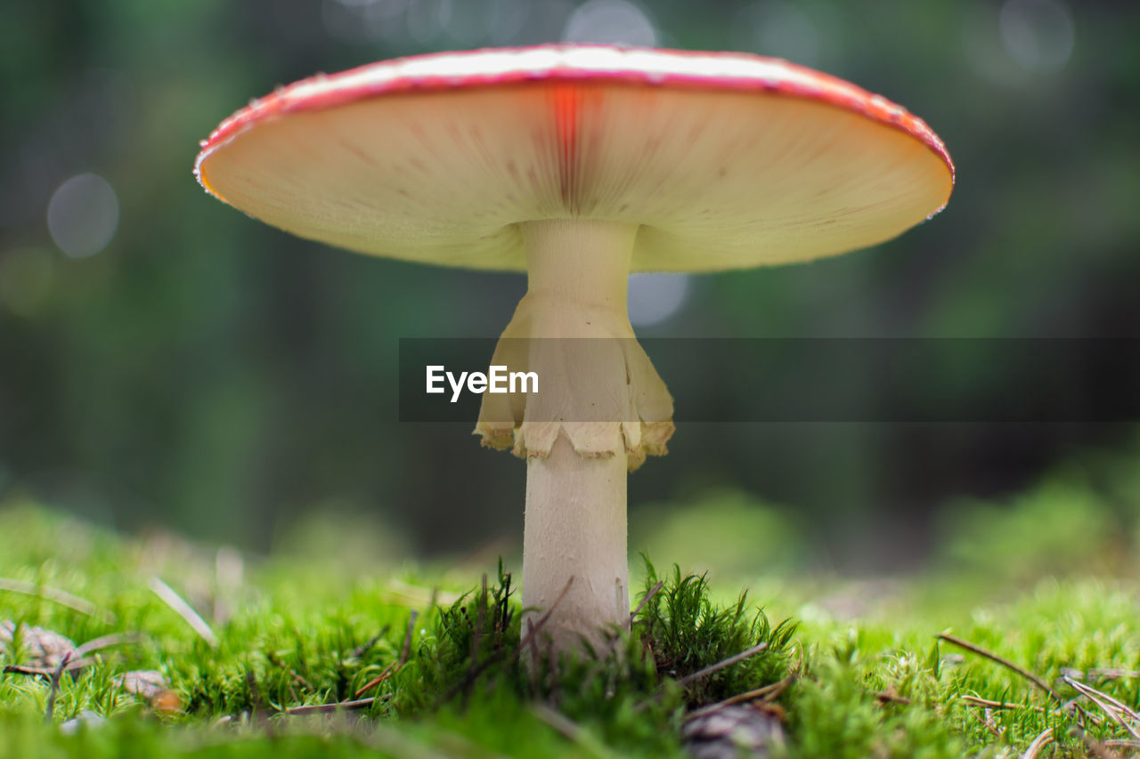 Close-up of mushroom growing on field