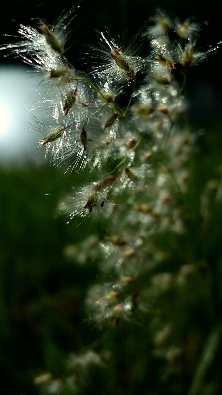 Close-up of wildflower growing in field