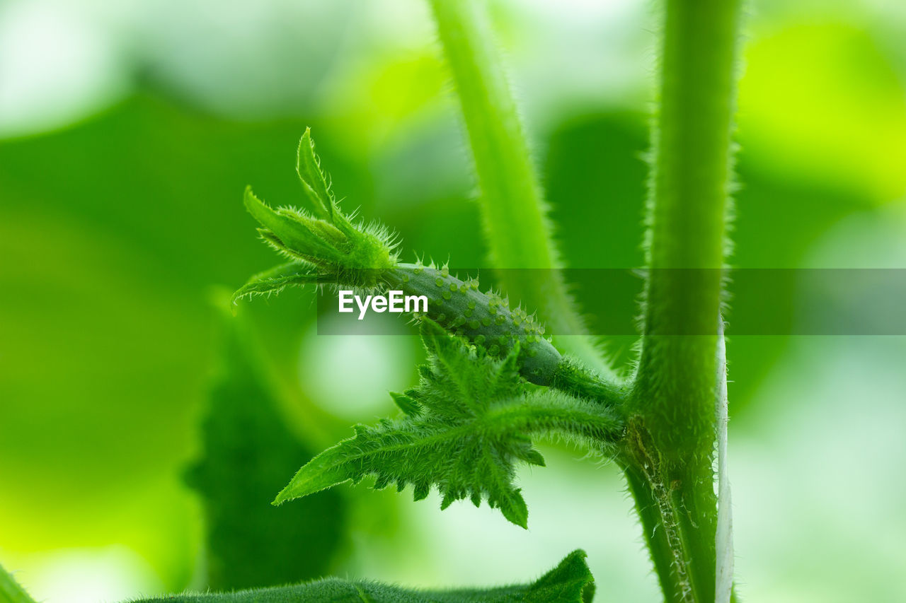 A small green cucumber in a vegetable garden in a greenhouse