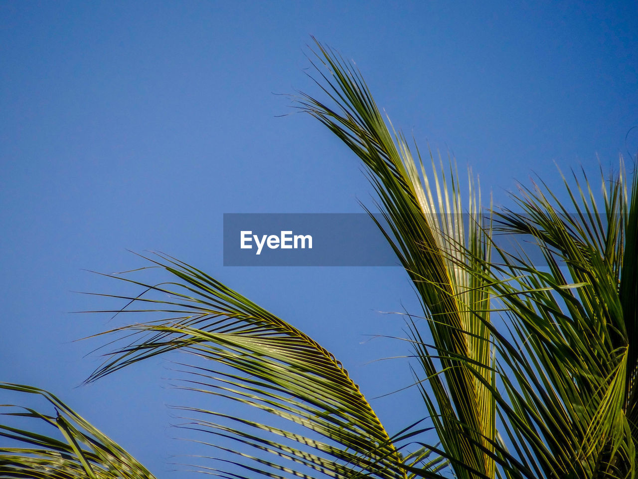 Low angle view of coconut stalks against blue sky
