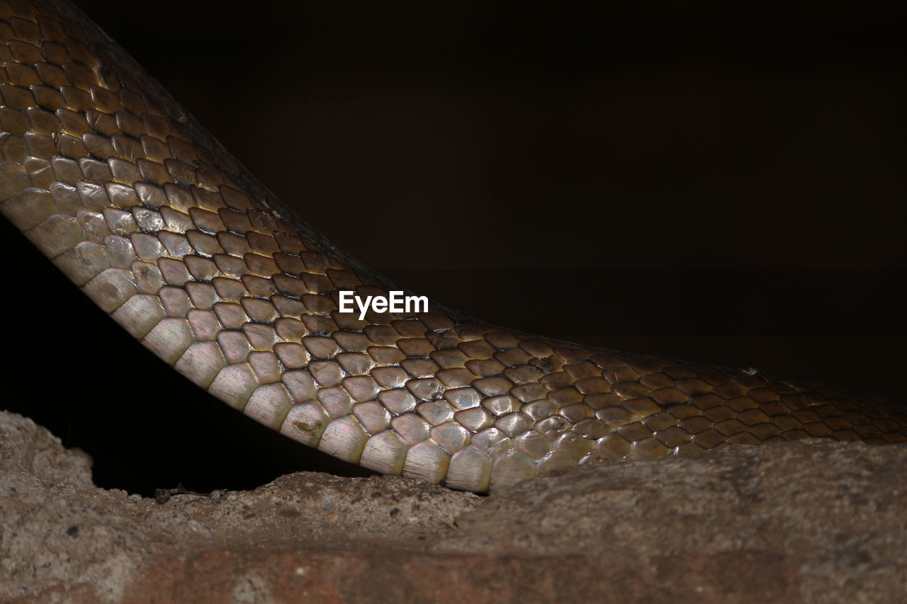 CLOSE-UP VIEW OF LIZARD