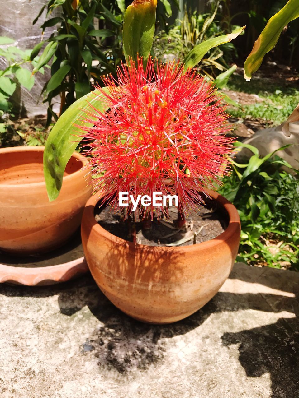 CLOSE-UP OF SUCCULENT PLANT