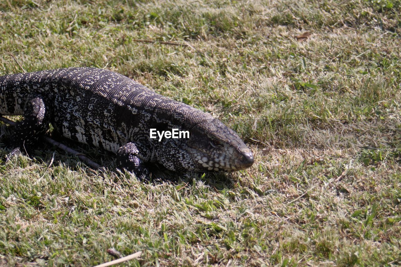 VIEW OF A REPTILE ON GRASSLAND