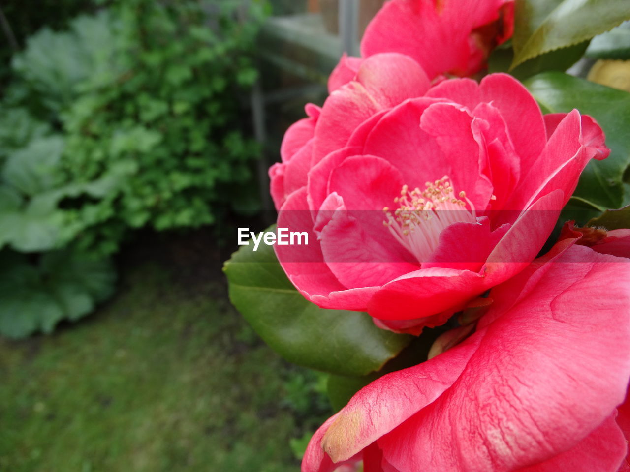 Close-up of pink flower blooming outdoors