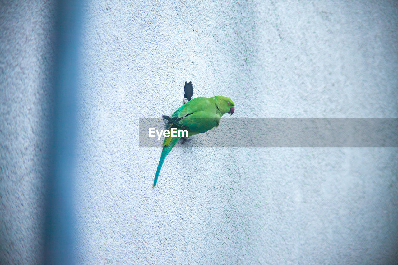 CLOSE-UP OF A BIRD