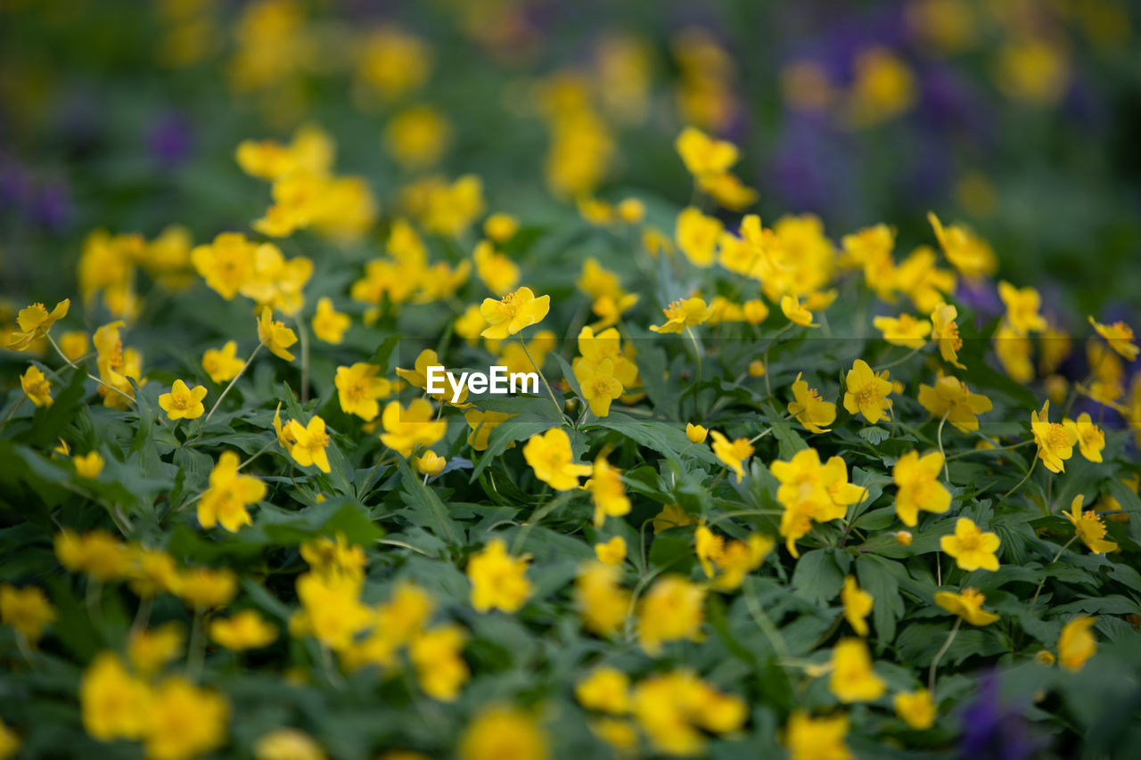 FULL FRAME SHOT OF YELLOW FLOWERING PLANTS