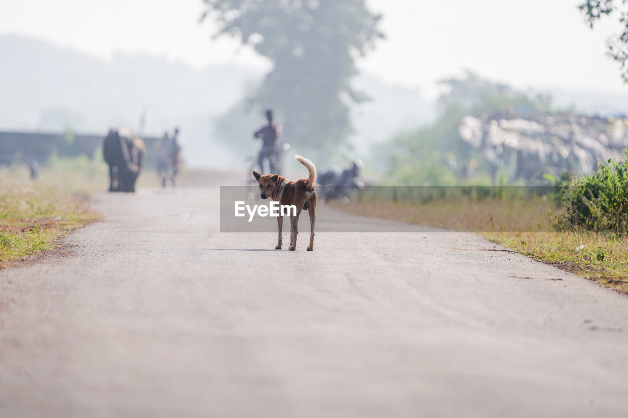 Rear view of a street dog on road watching back 