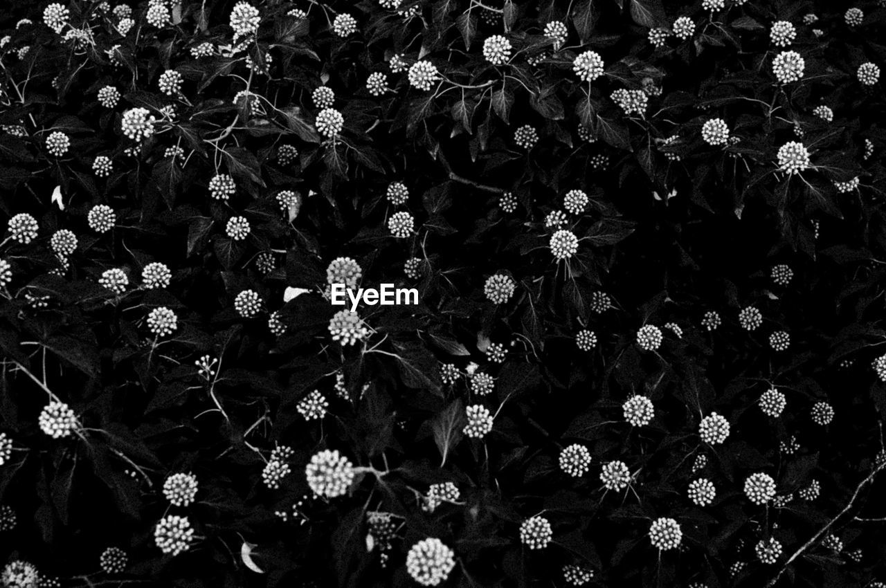 Full frame shot of flowers blooming outdoors