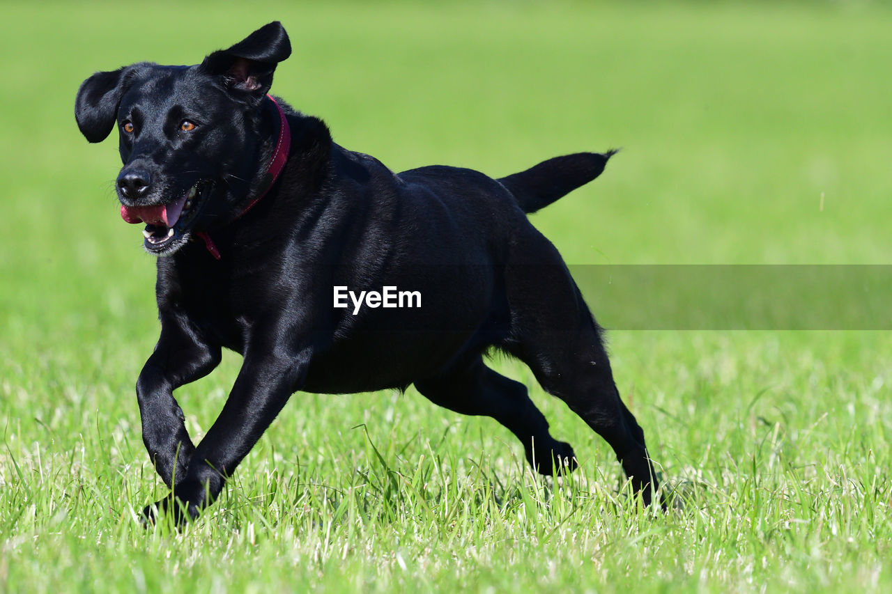 Black labrador retriever running through a field 