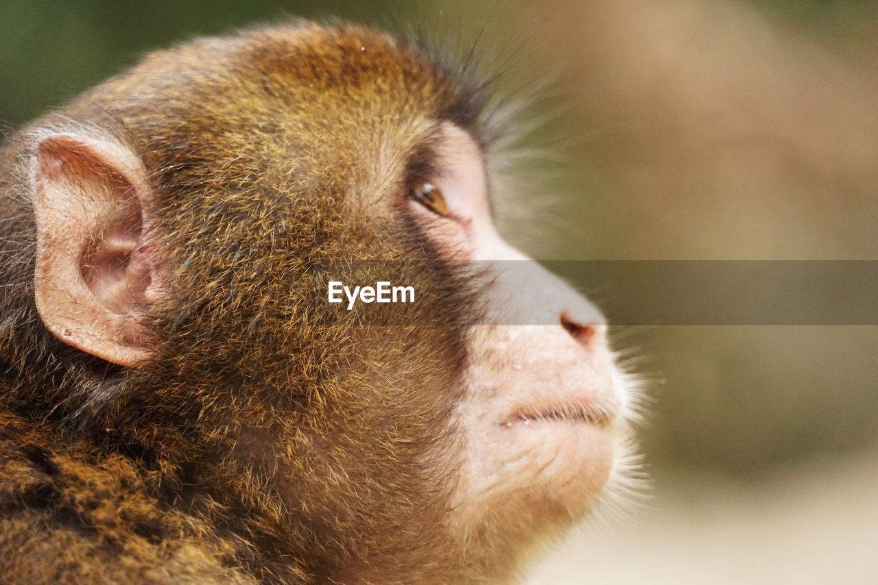 Close-up of japanese macaque