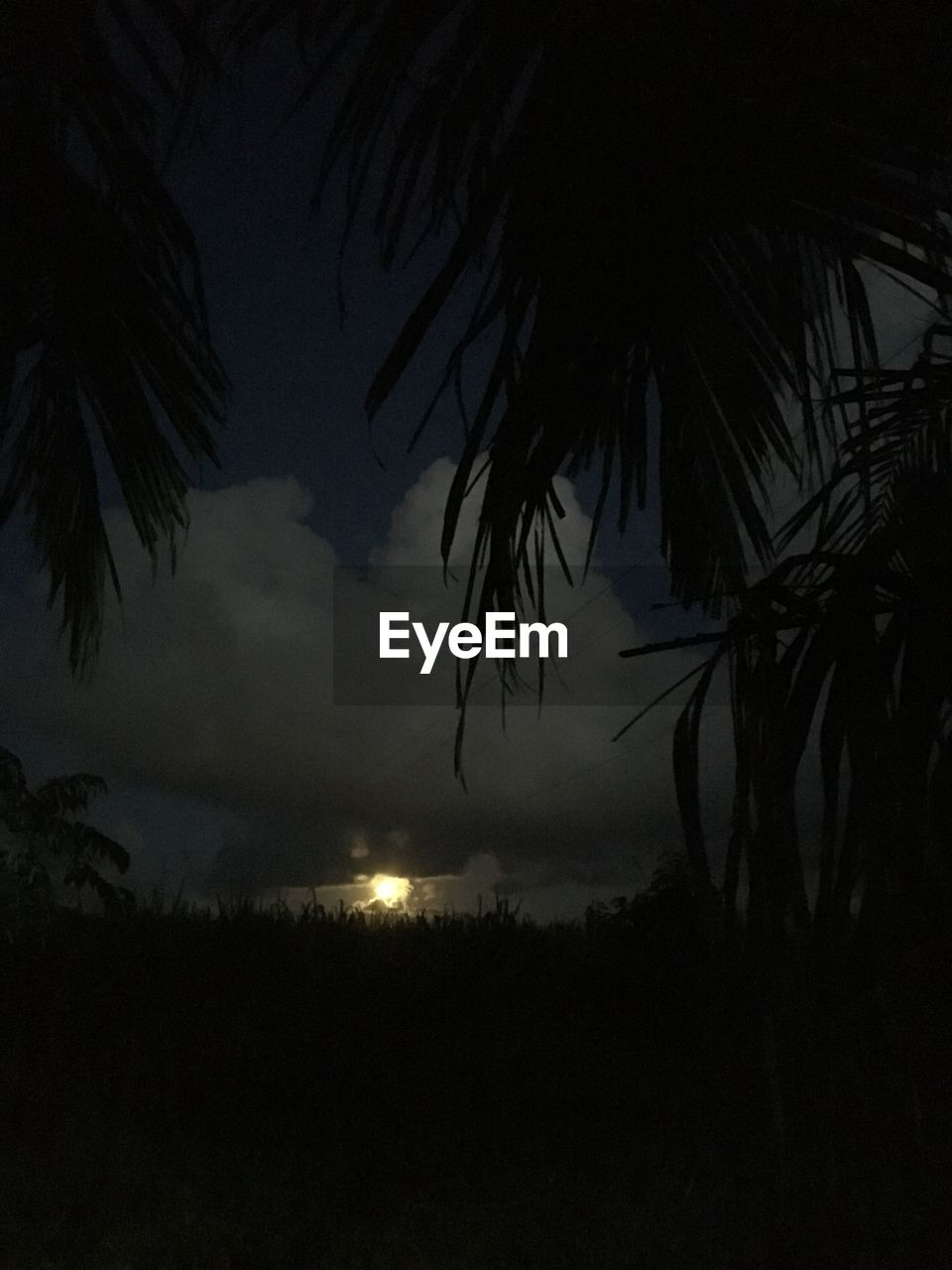 SILHOUETTE PALM TREE AGAINST SKY AT NIGHT