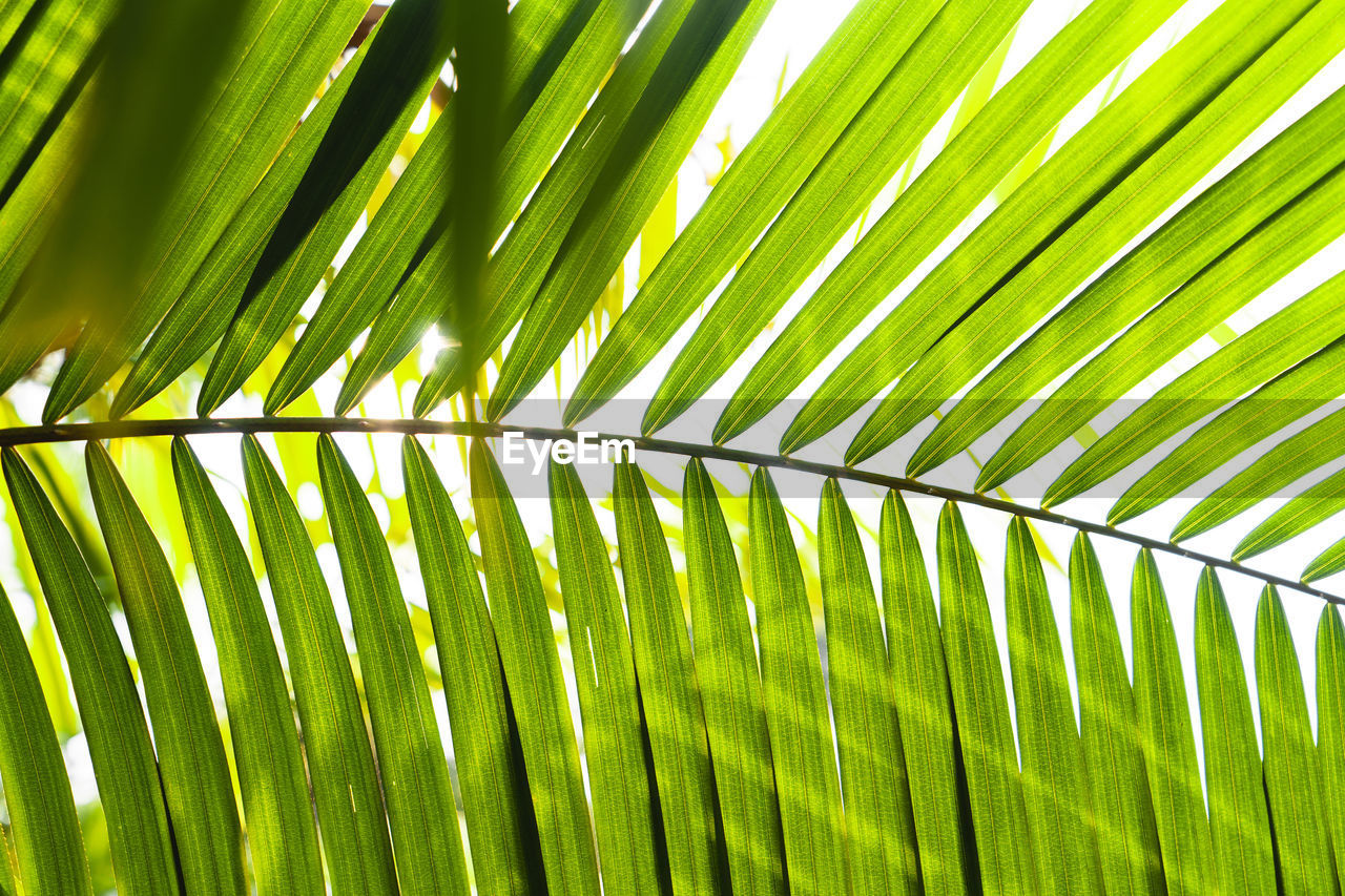 Full frame shot of palm tree leaves