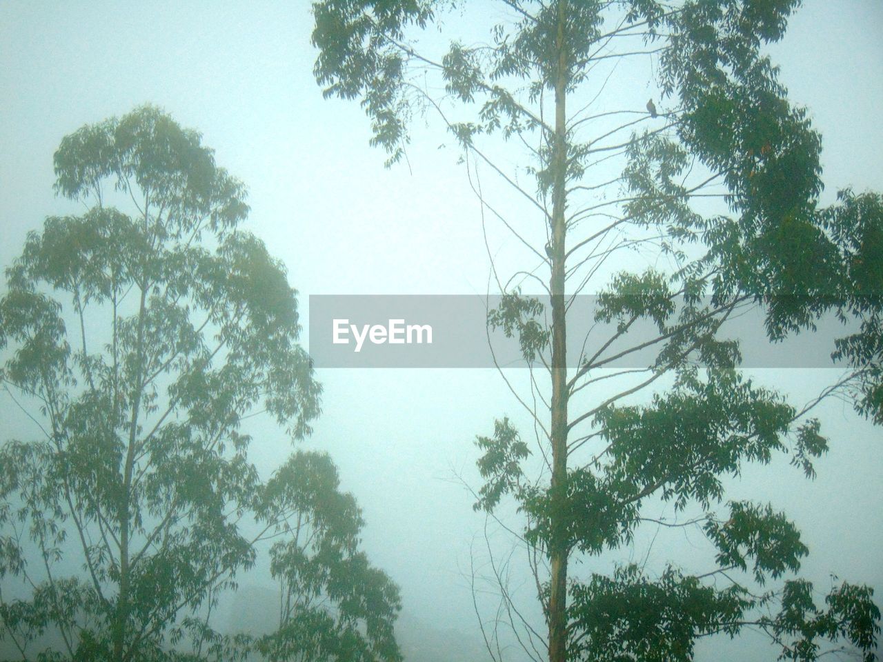 LOW ANGLE VIEW OF TREE AGAINST SKY