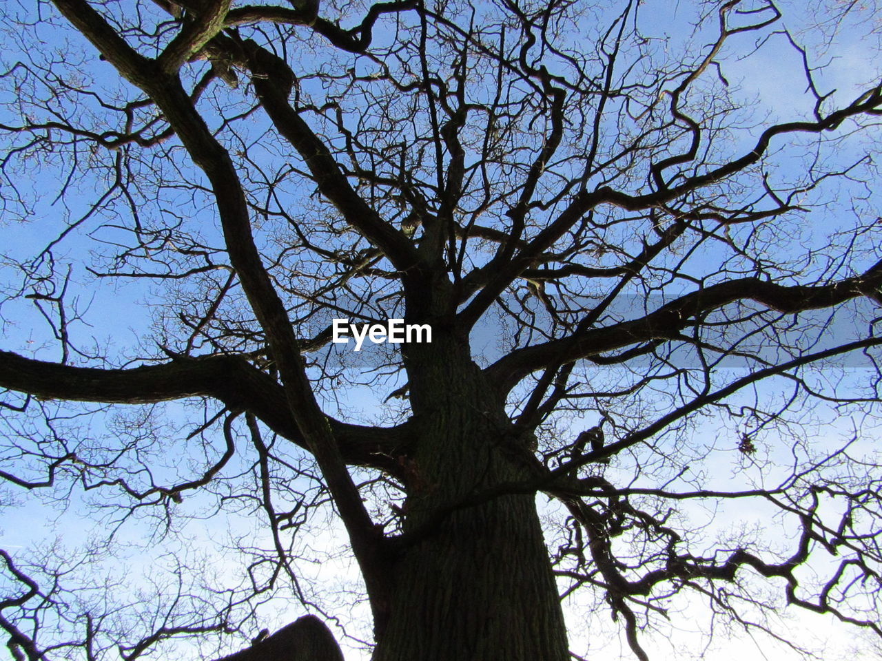 LOW ANGLE VIEW OF TREES AGAINST SKY