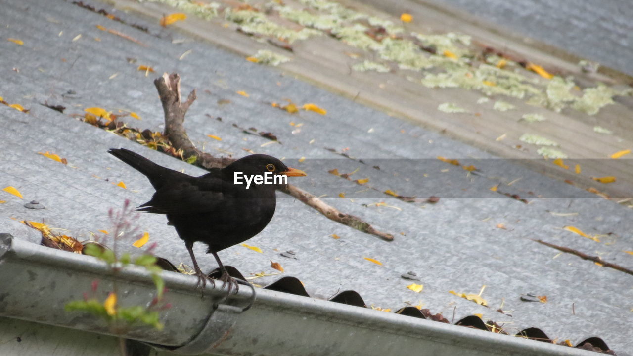 High angle view of bird perching on cobblestone