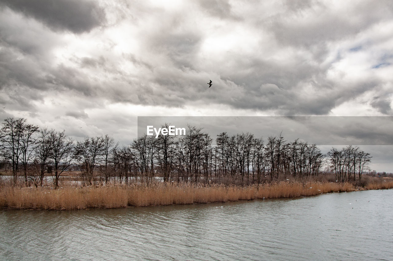 BIRD FLYING OVER TREES AGAINST SKY