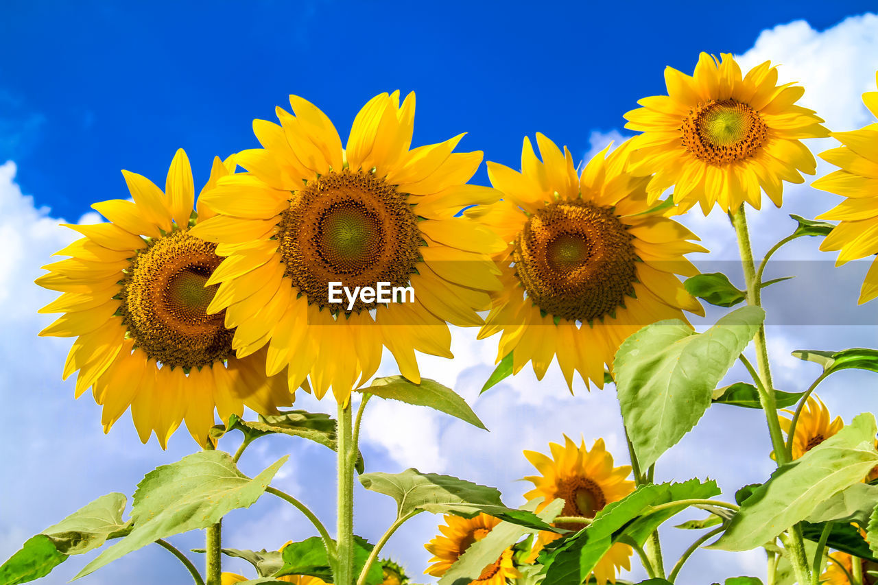 Low angle view of sunflowers blooming against sky