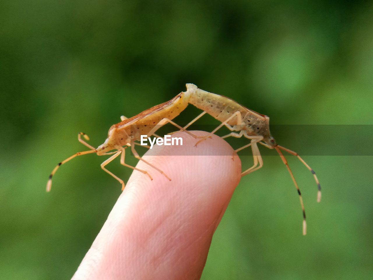 Close-up of insect on hand