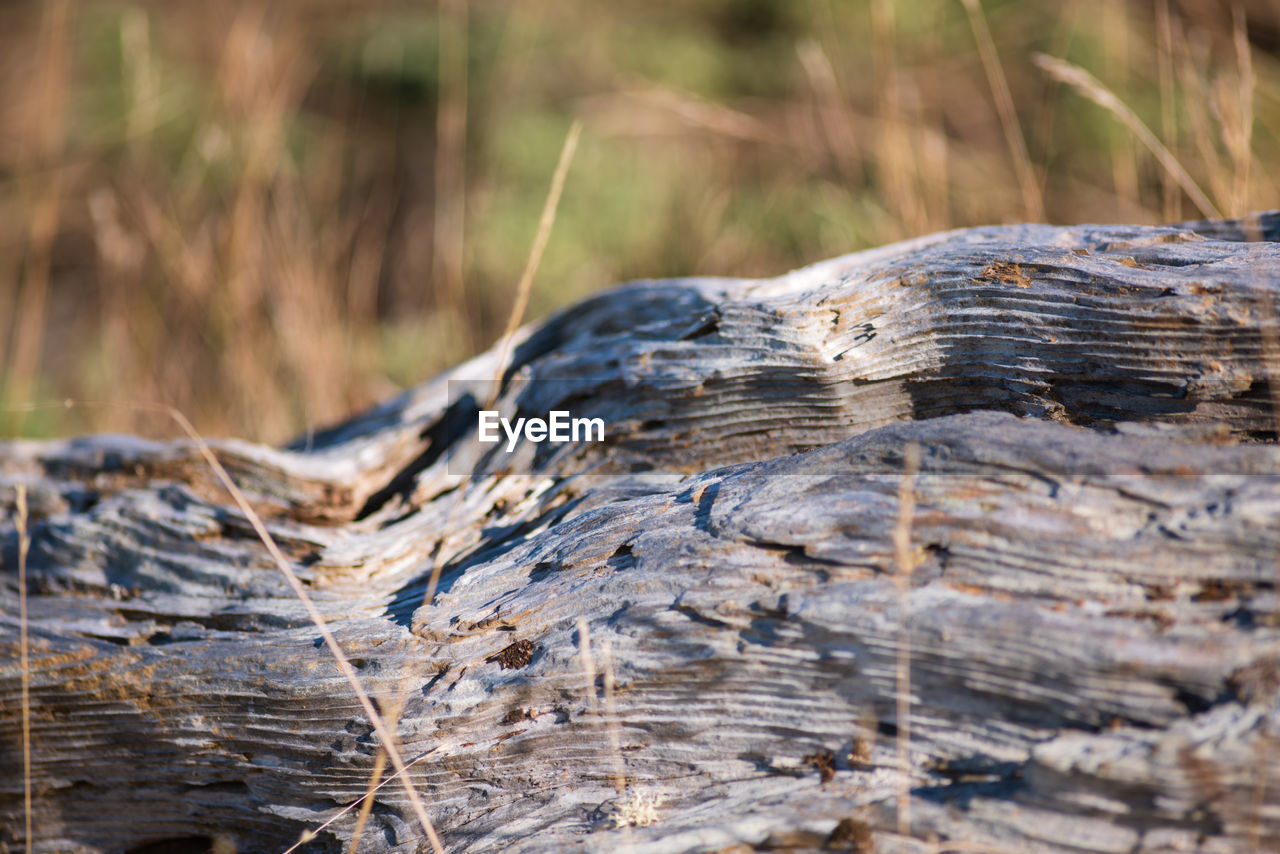 CLOSE-UP OF WOOD TREE TRUNK