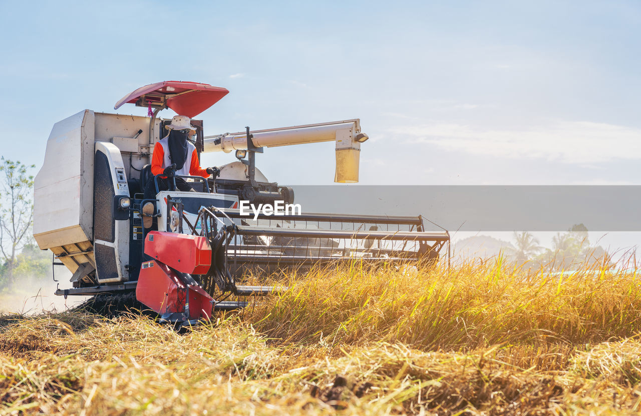 Farmers drive a harvester car during the rice harvesting season on a farm in ratchaburi, thailand.