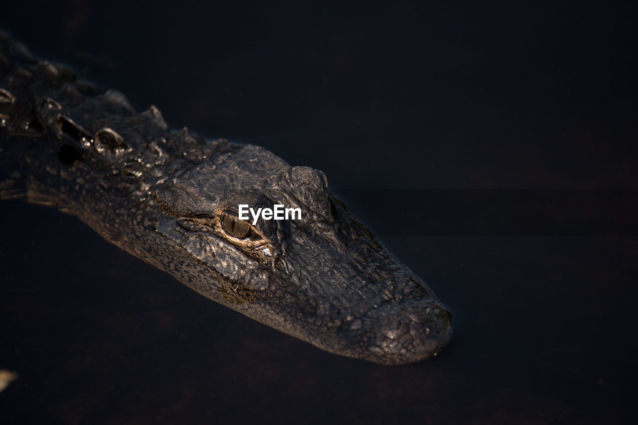 High angle view of crocodile in water