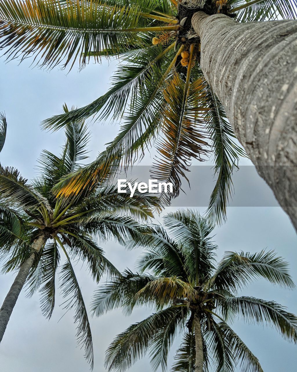 LOW ANGLE VIEW OF PALM TREE AGAINST SKY