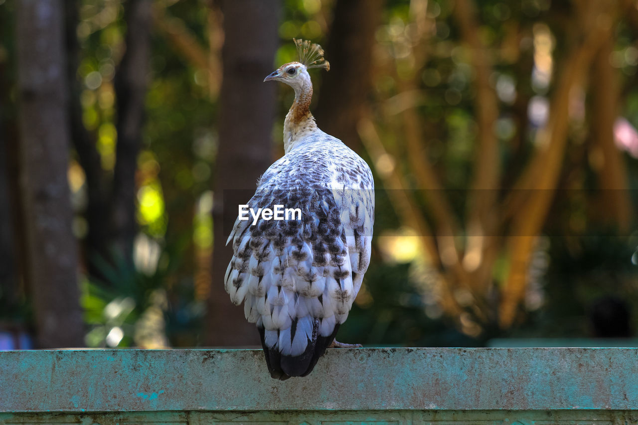 REAR VIEW OF A BIRD PERCHING ON TREE