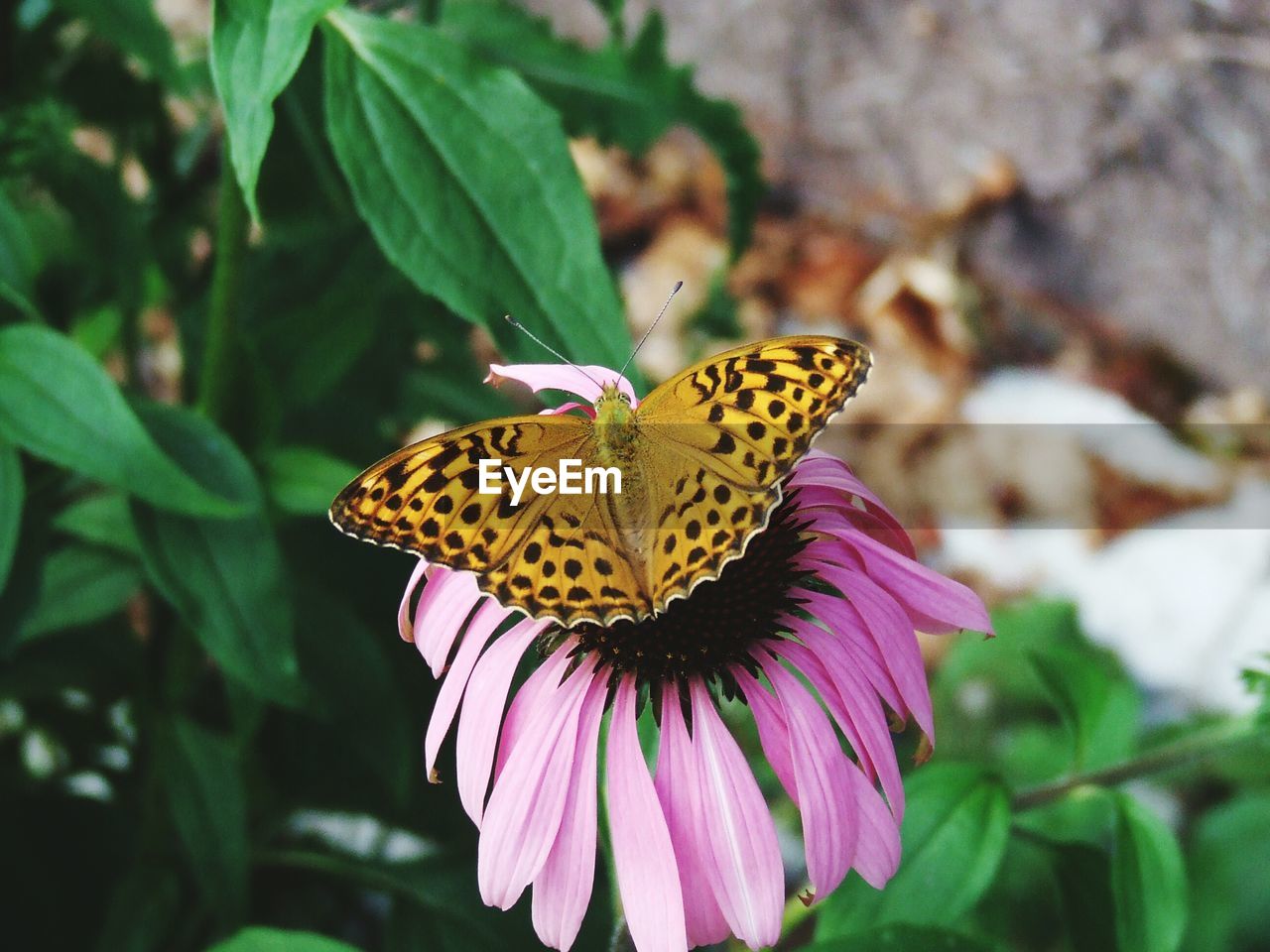 Close-up of butterfly pollinating on coneflower